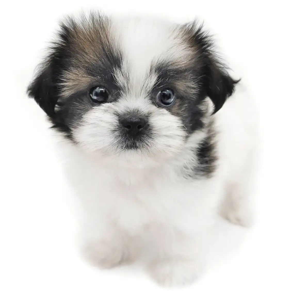 MIX(パピヨン×シーズー)