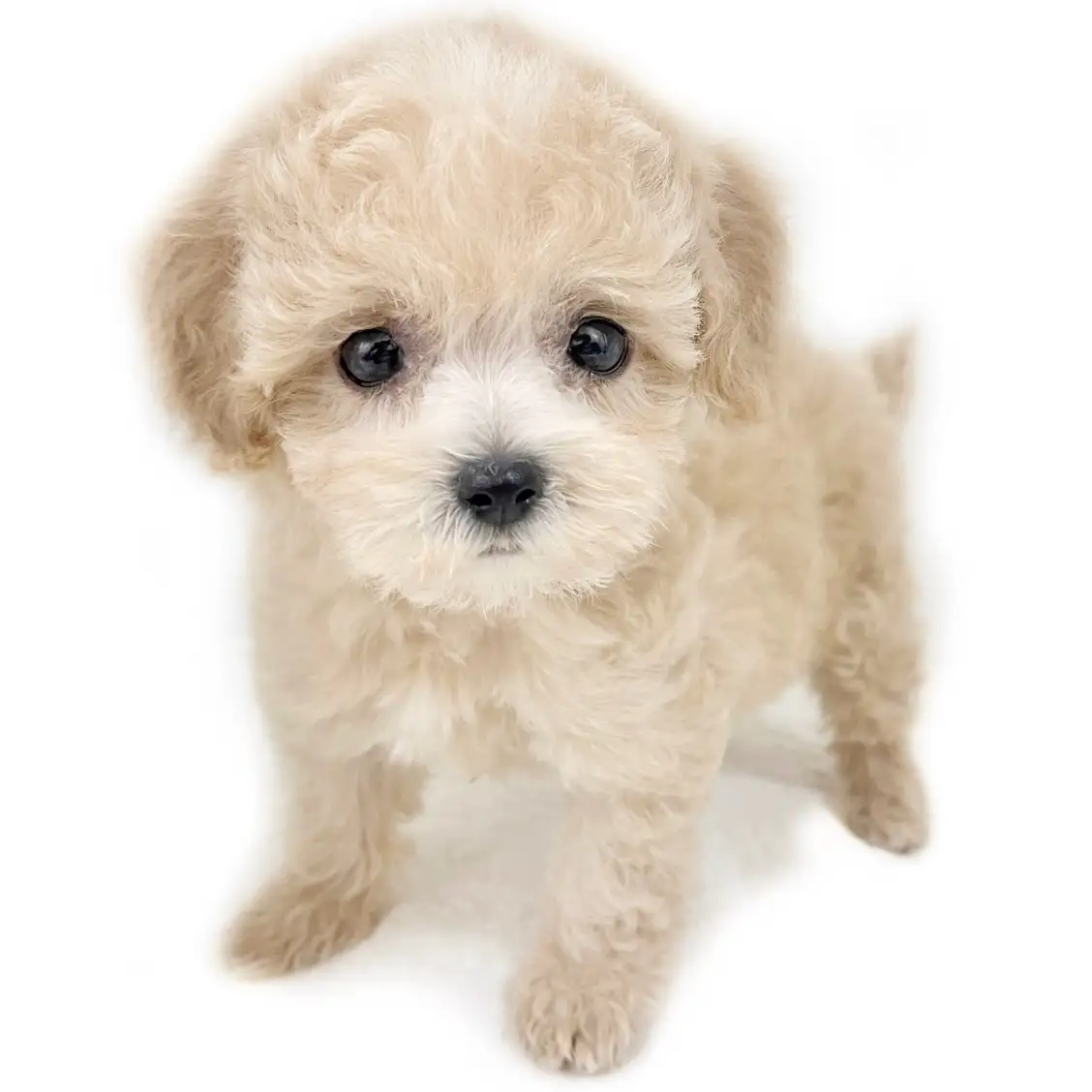 MIX(ビションフリーゼ×トイプードル)