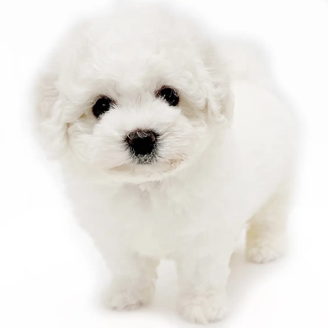 ビションフリーゼ