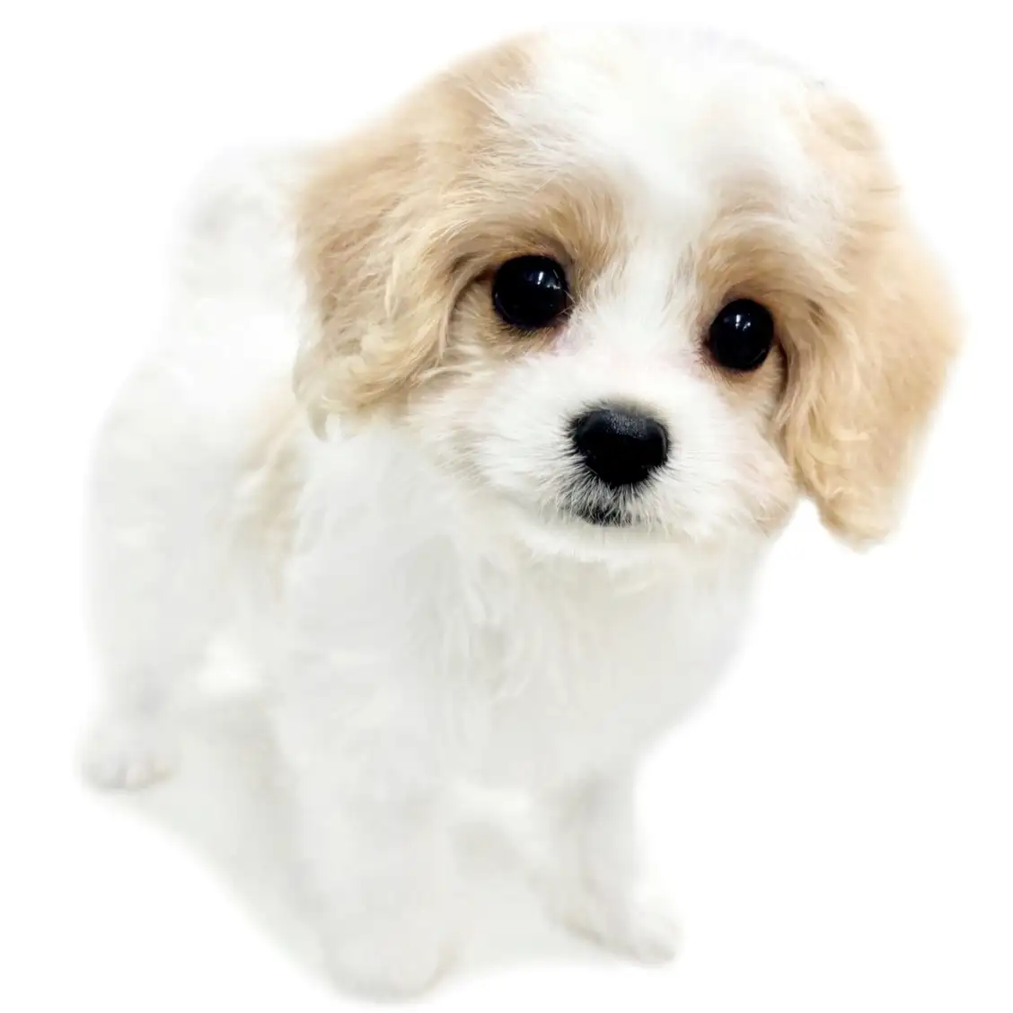 MIX(キャバリアキングチャールズスパニエル×ビションフリーゼ)