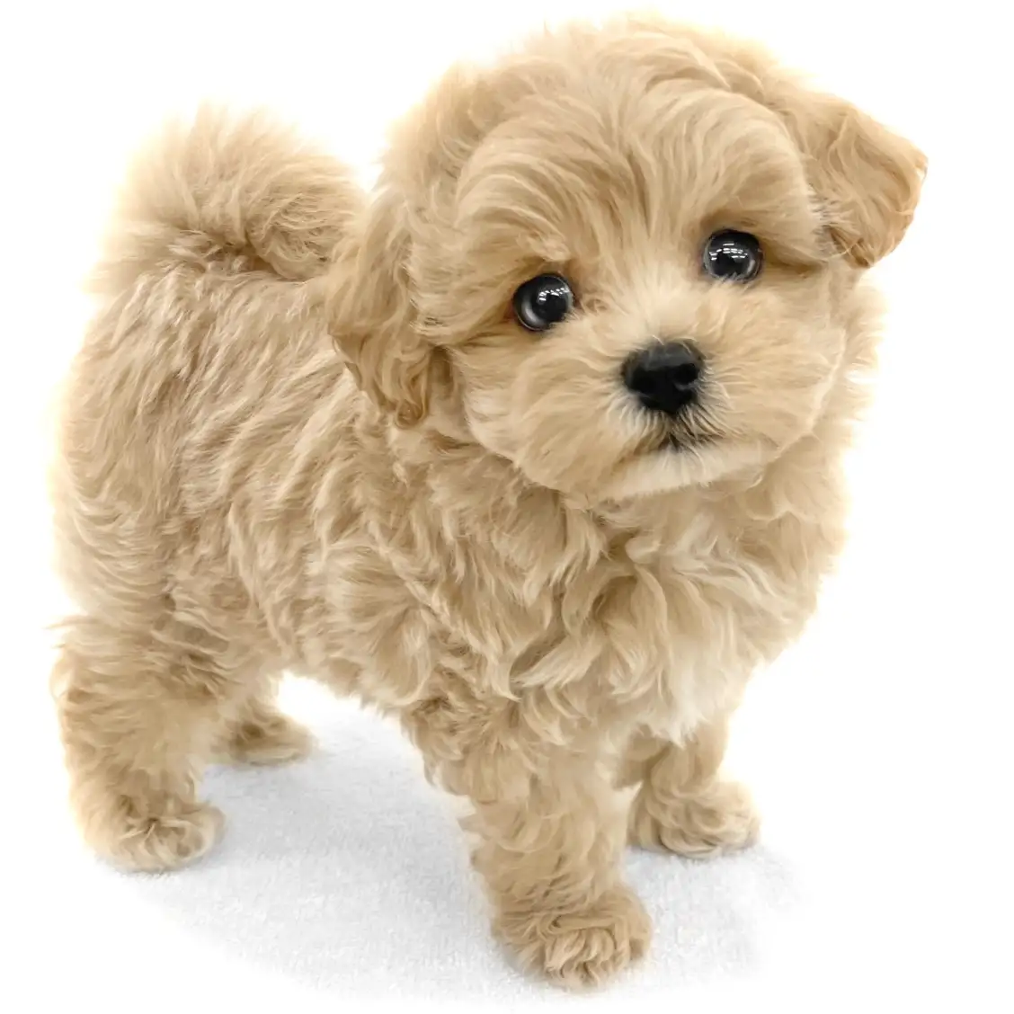 MIX(トイプードル×マルチーズ)