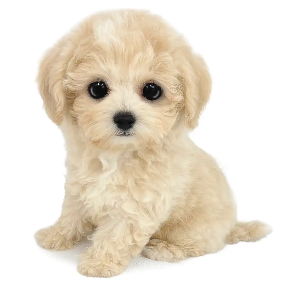 MIX(ビションフリーゼ×トイプードル)