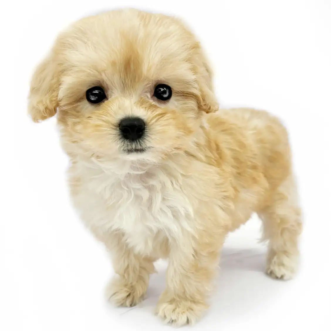 MIX(マルチーズ×トイプードル)