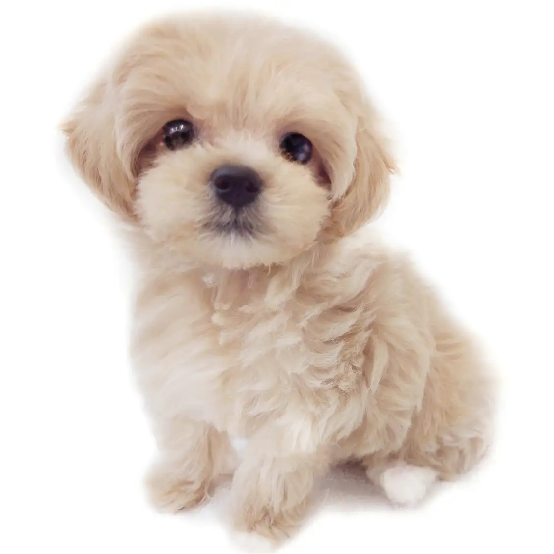 MIX(マルチーズ×トイプードル)