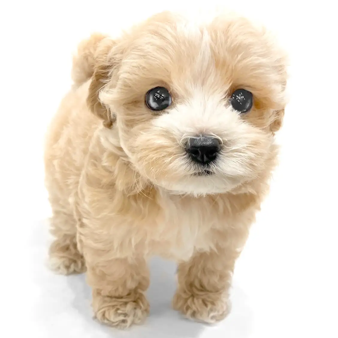 MIX(マルチーズ×トイプードル)