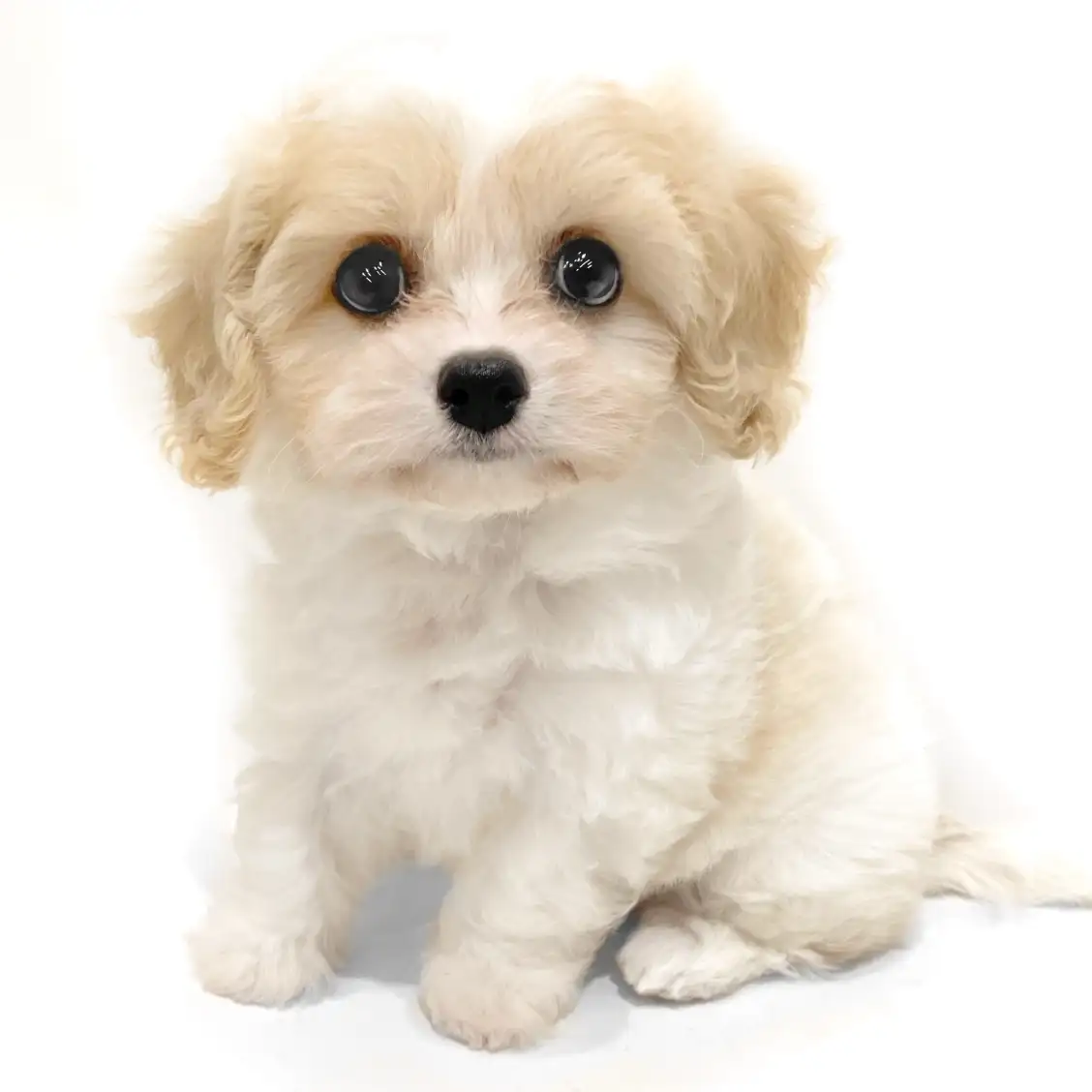 MIX(キャバリアキングチャールズスパニエル×ビションフリーゼ)