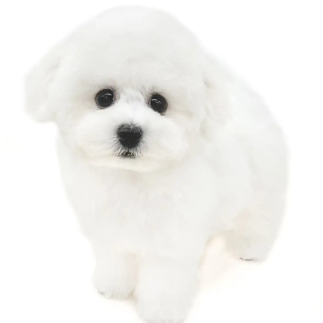 ビションフリーゼ