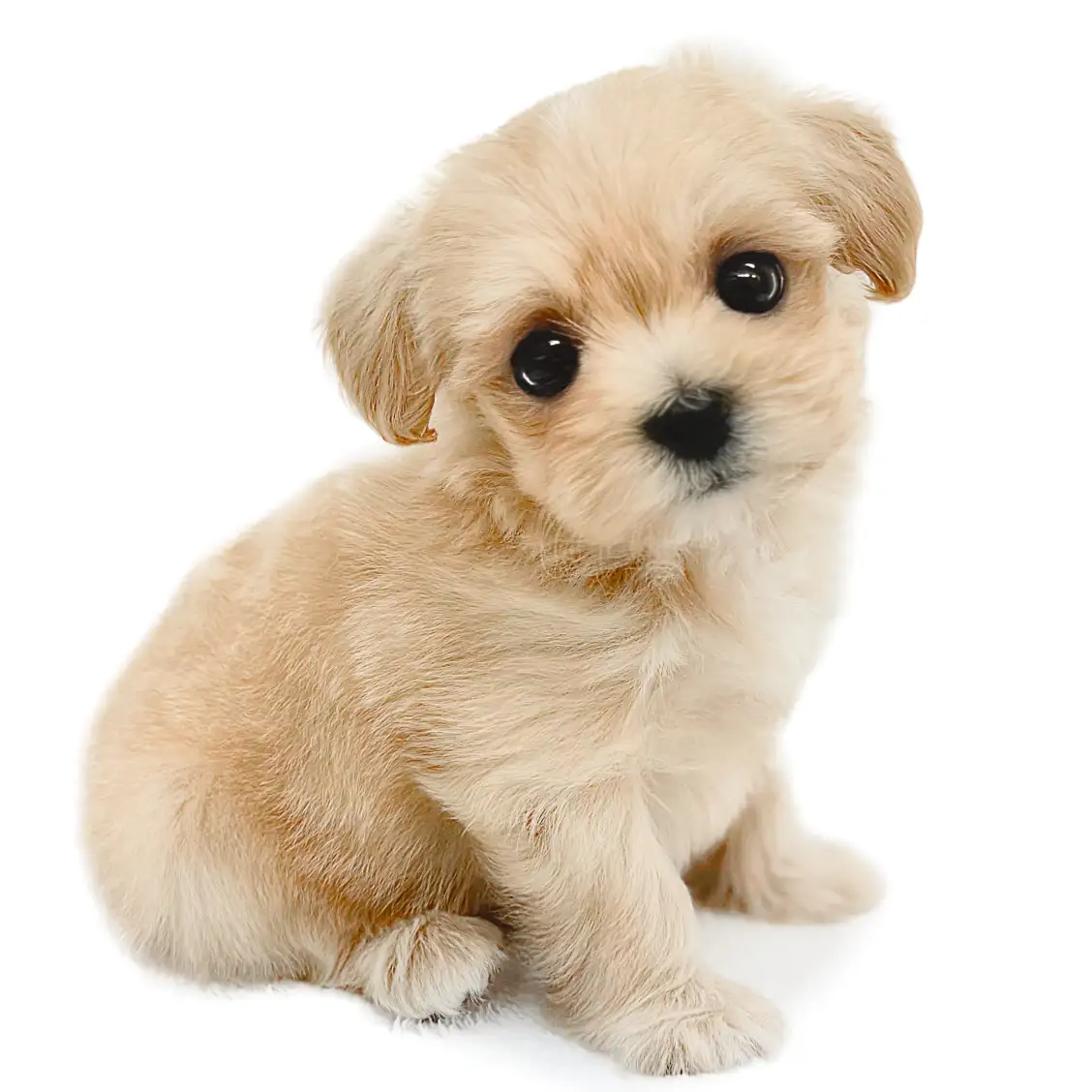 MIX(マルチーズ×トイプードル)