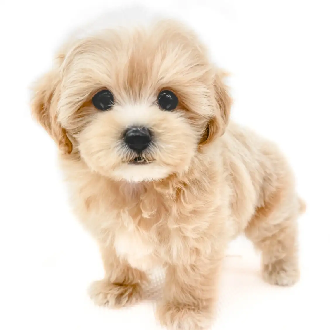 MIX(マルチーズ×トイプードル)