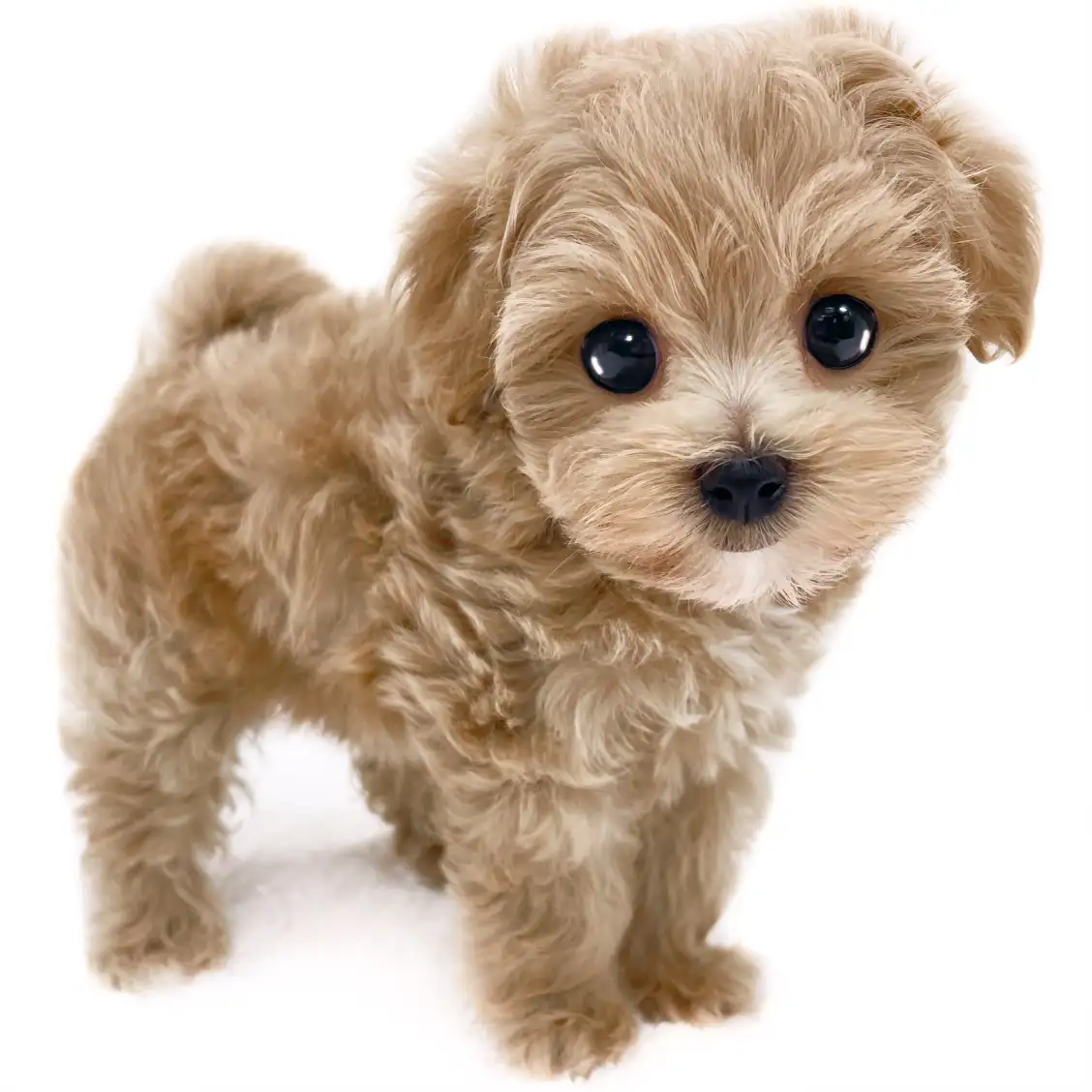 MIX(トイプードル×マルチーズ)