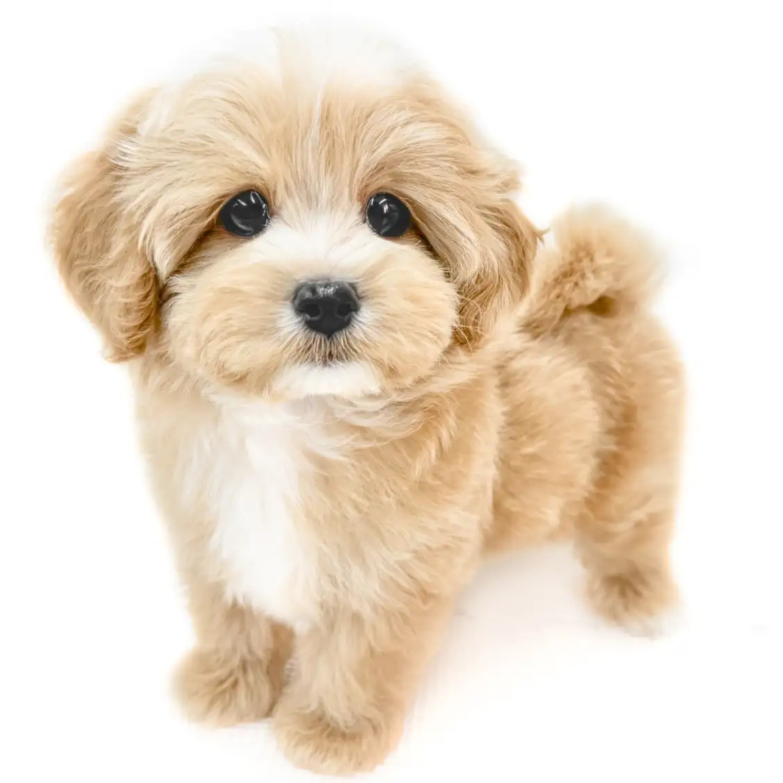 MIX(マルチーズ×トイプードル)