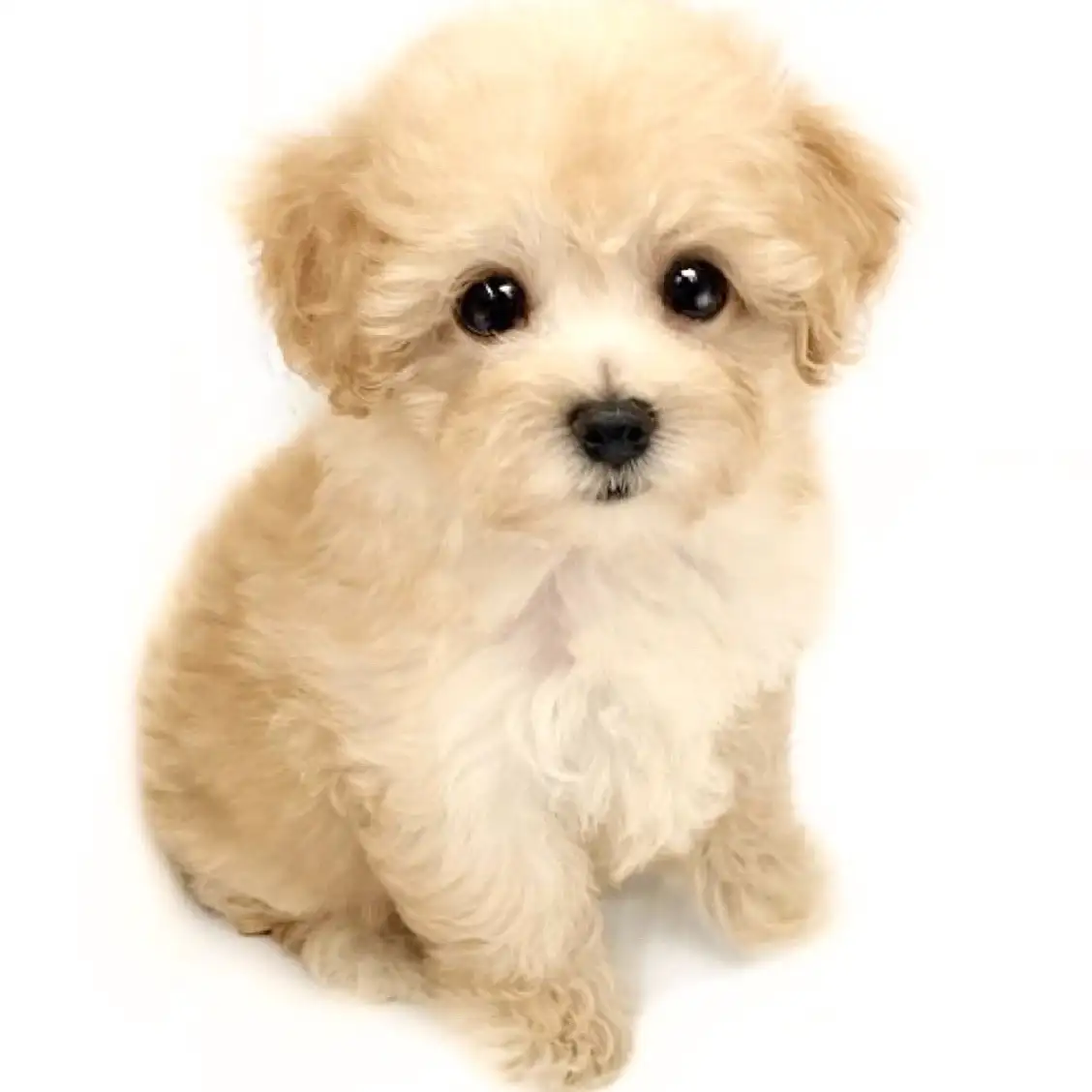 MIX(マルチーズ×トイプードル)