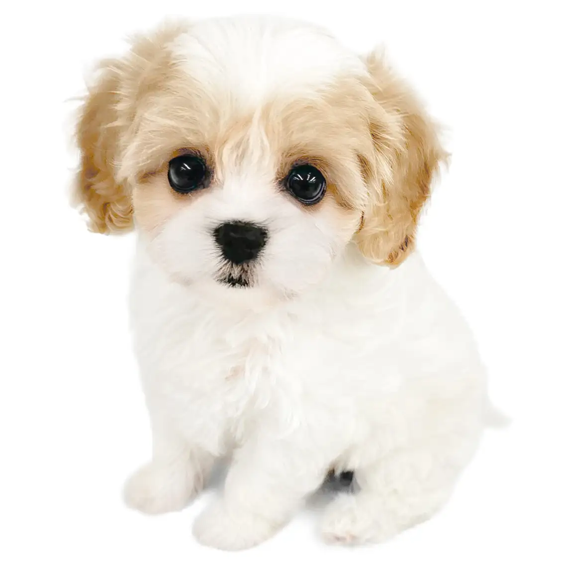 MIX(キャバリアキングチャールズスパニエル×ビションフリーゼ)