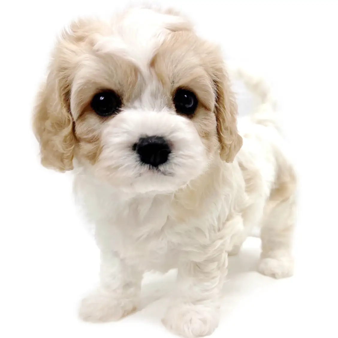 MIX(マルチーズ×キャバリアキングチャールズスパニエル)