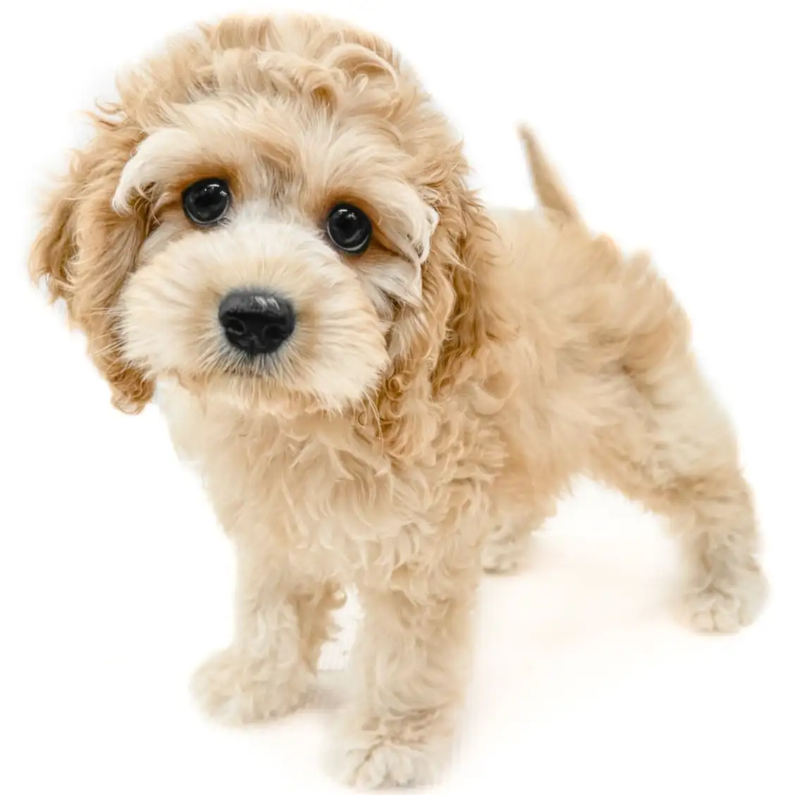 MIX(トイプードル×アメリカンコッカースパニエル)