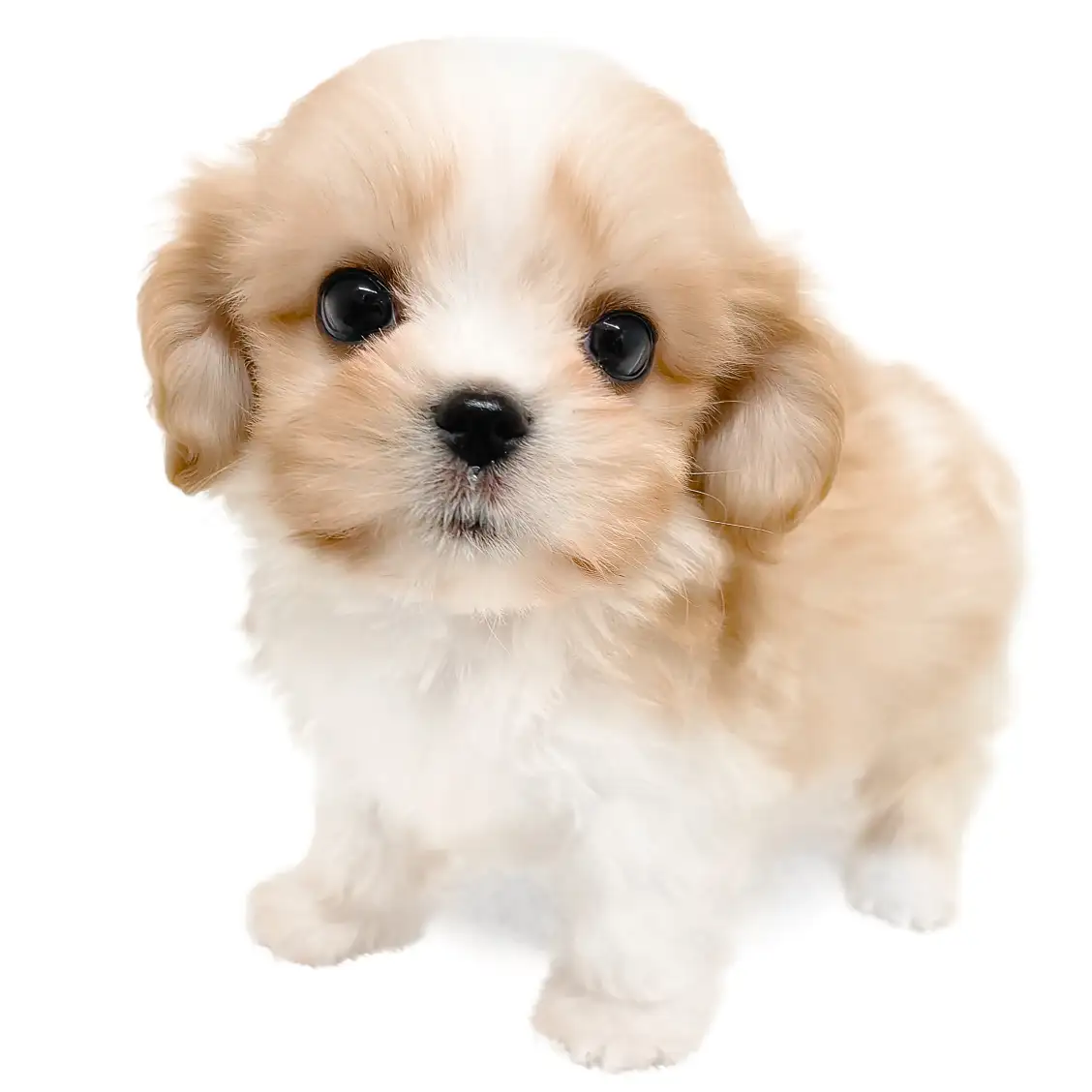 MIX(マルチーズ×キャバリアキングチャールズスパニエル)