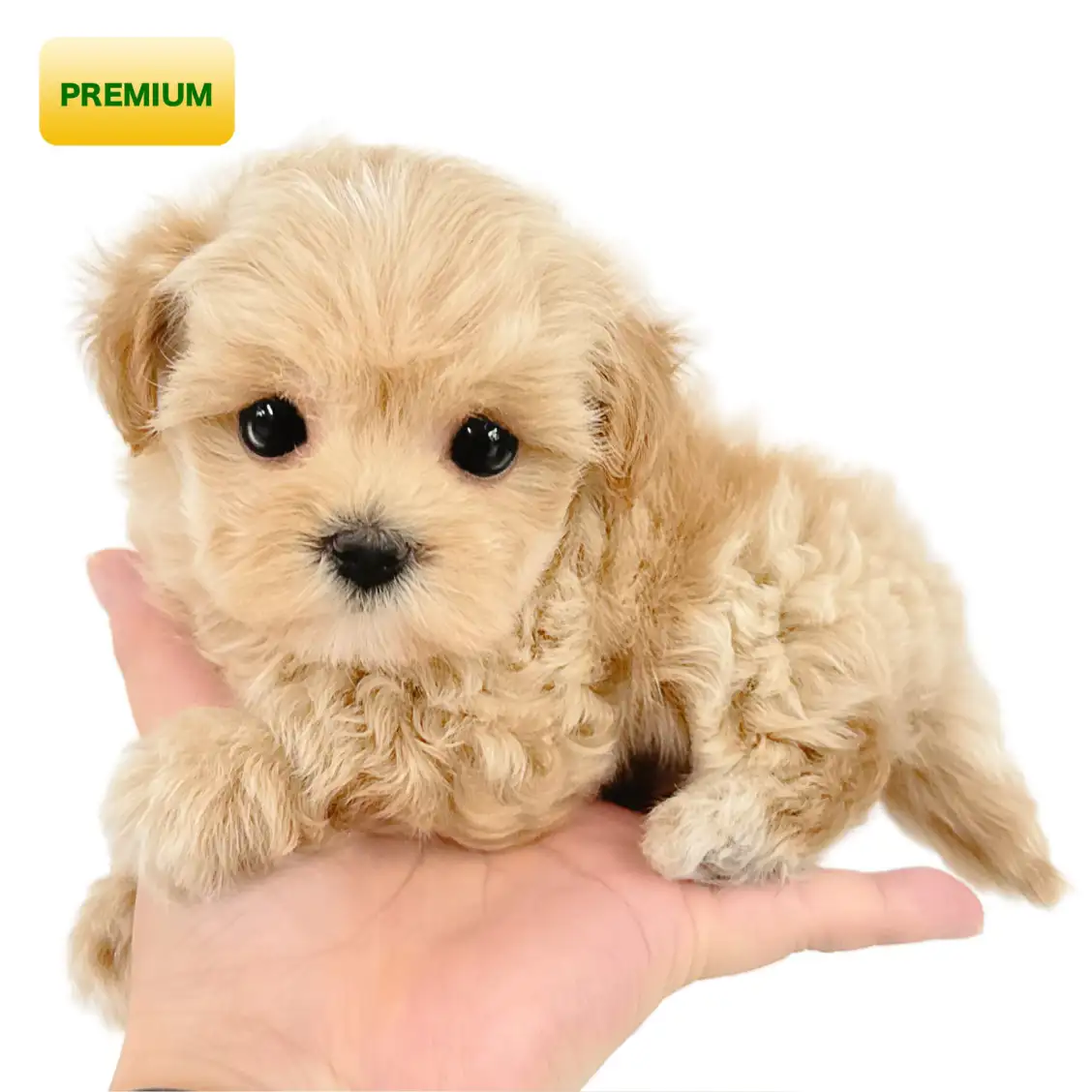 MIX(マルチーズ×トイプードル)