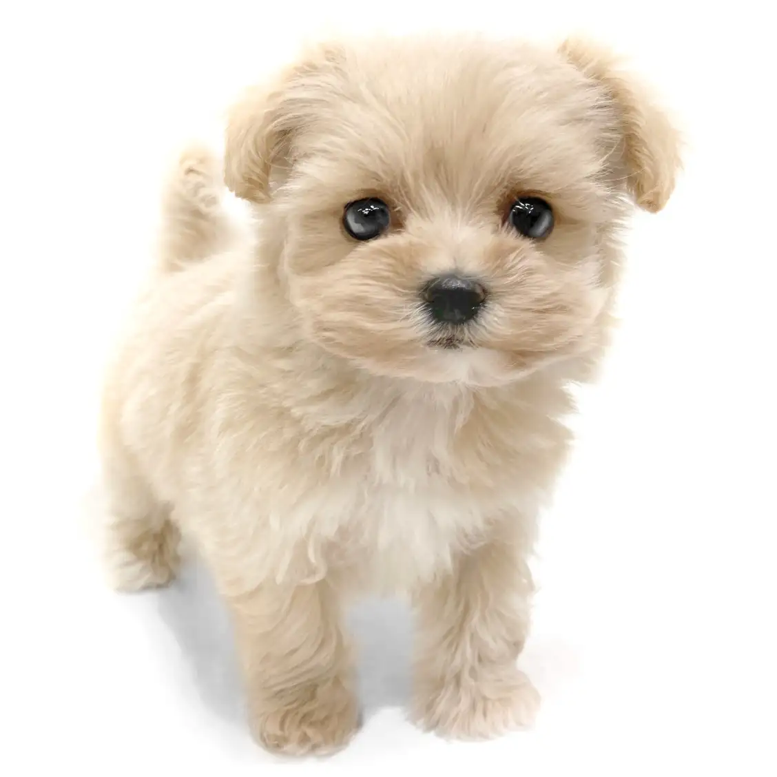 MIX(マルチーズ×トイプードル)