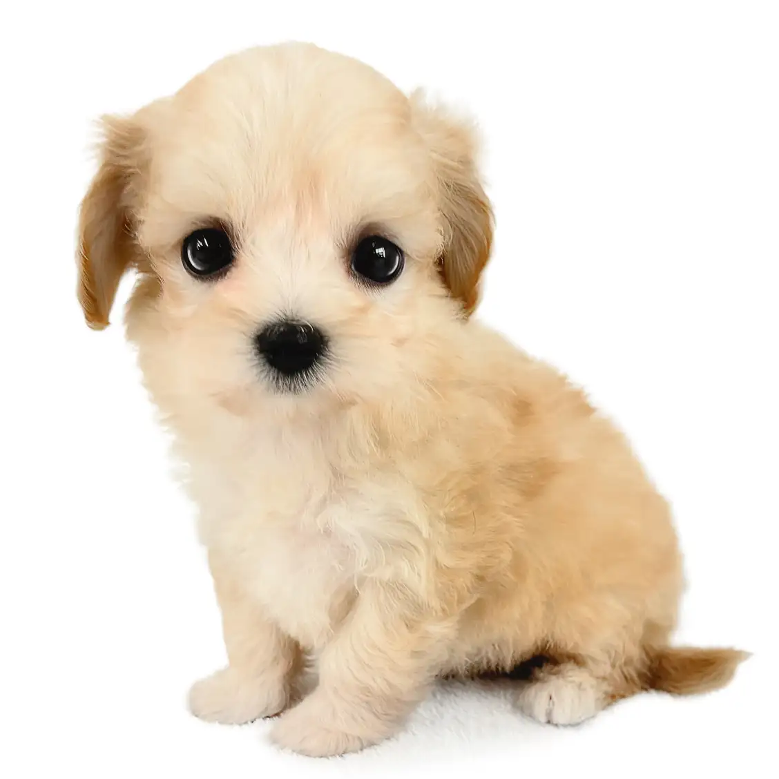 MIX(マルチーズ×トイプードル)