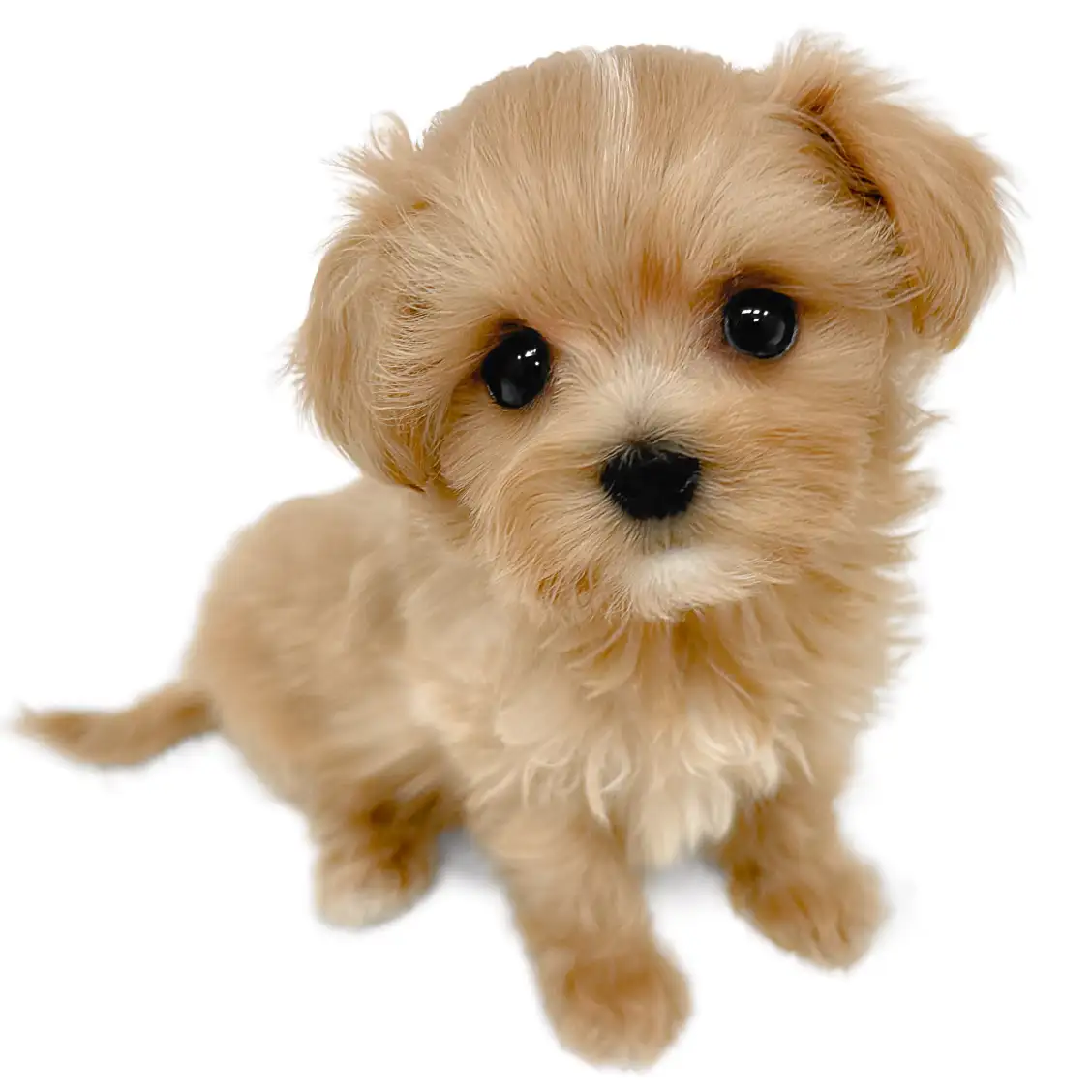 MIX(トイプードル×マルチーズ)