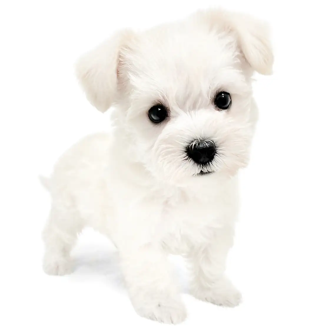 MIX(マルチーズ×ミニチュアシュナウザー)