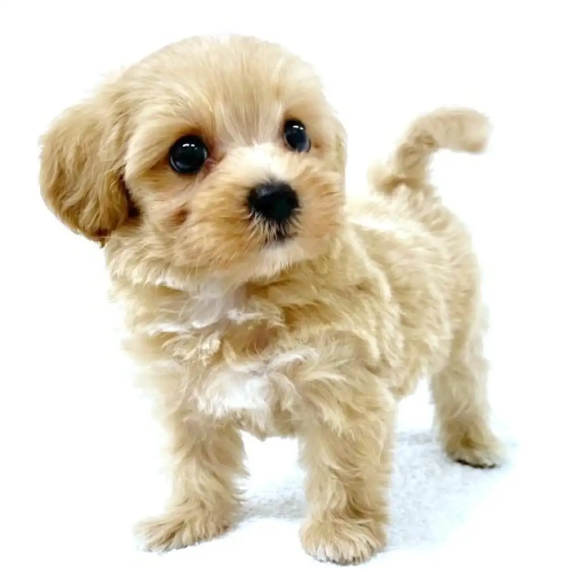 MIX(マルチーズ×トイプードル)