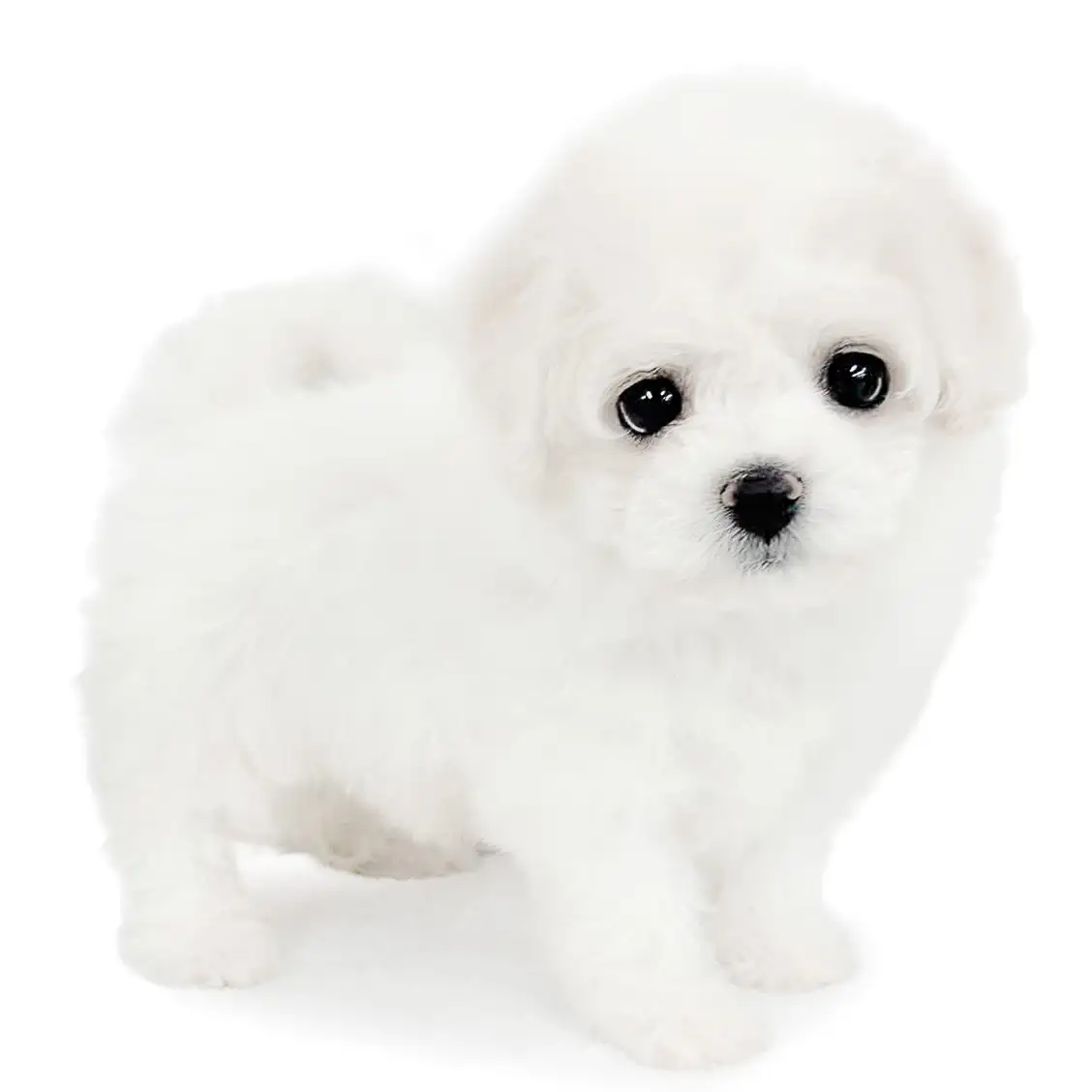 ビションフリーゼ