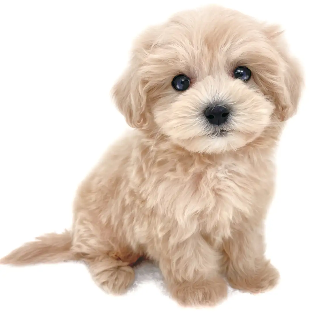 MIX(マルチーズ×トイプードル)