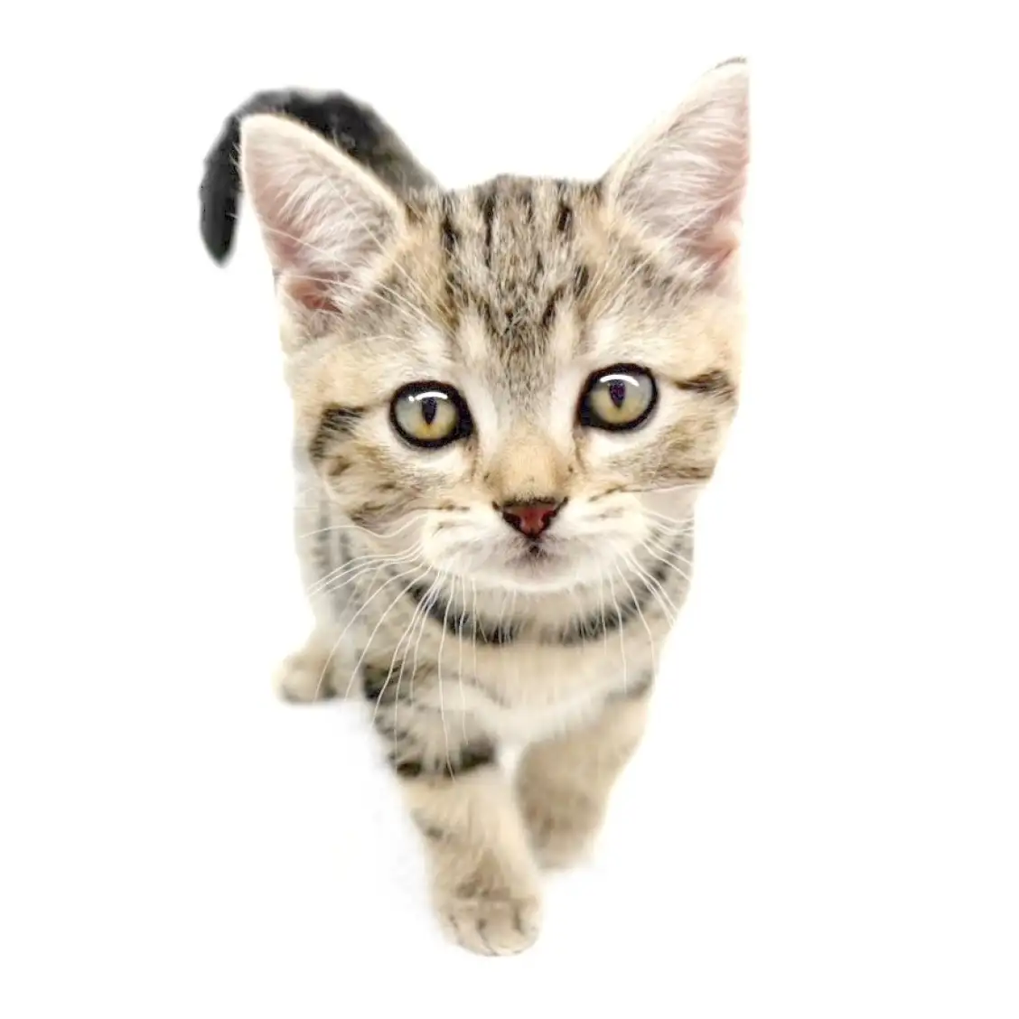 アメリカンショートヘア