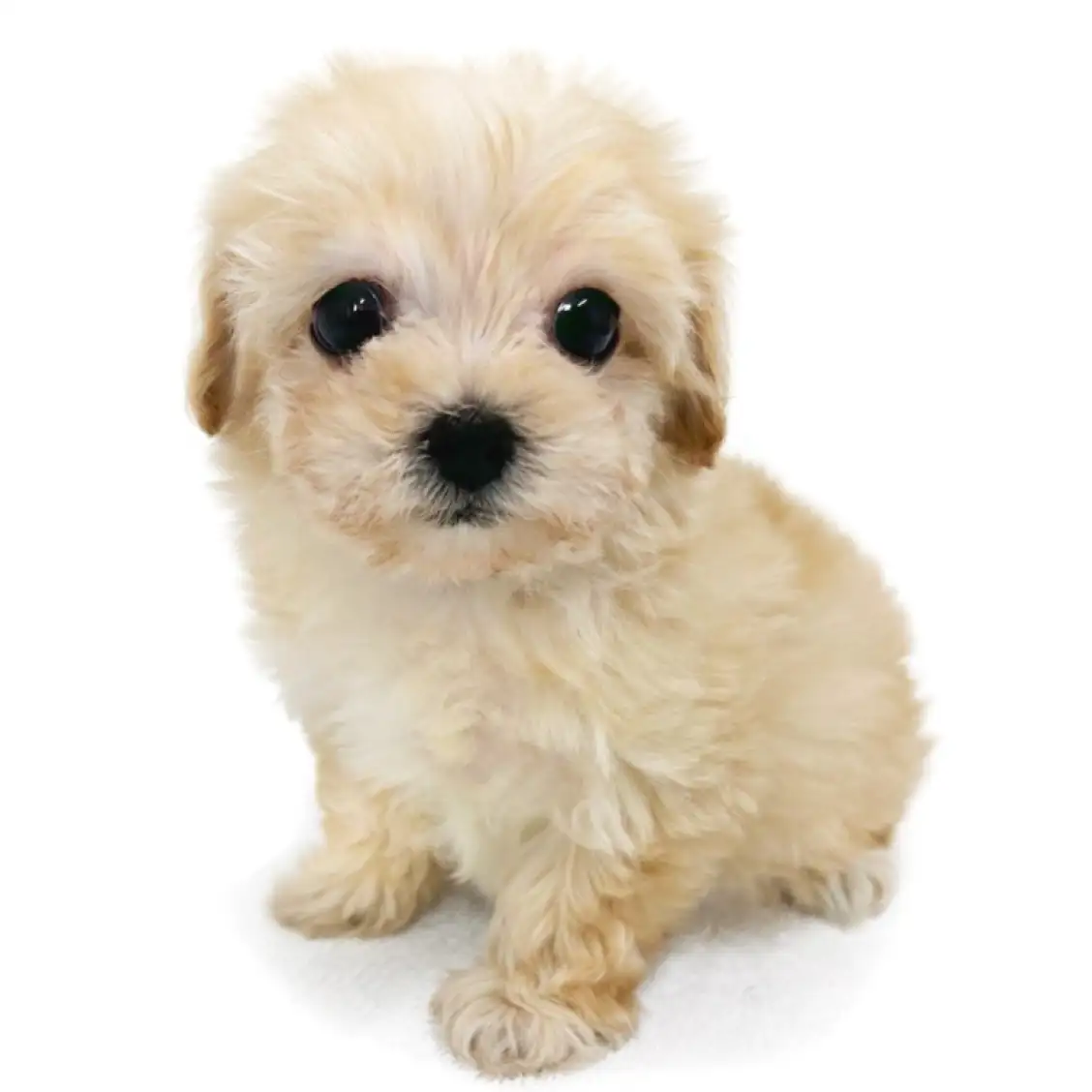 MIX(マルチーズ×トイプードル)