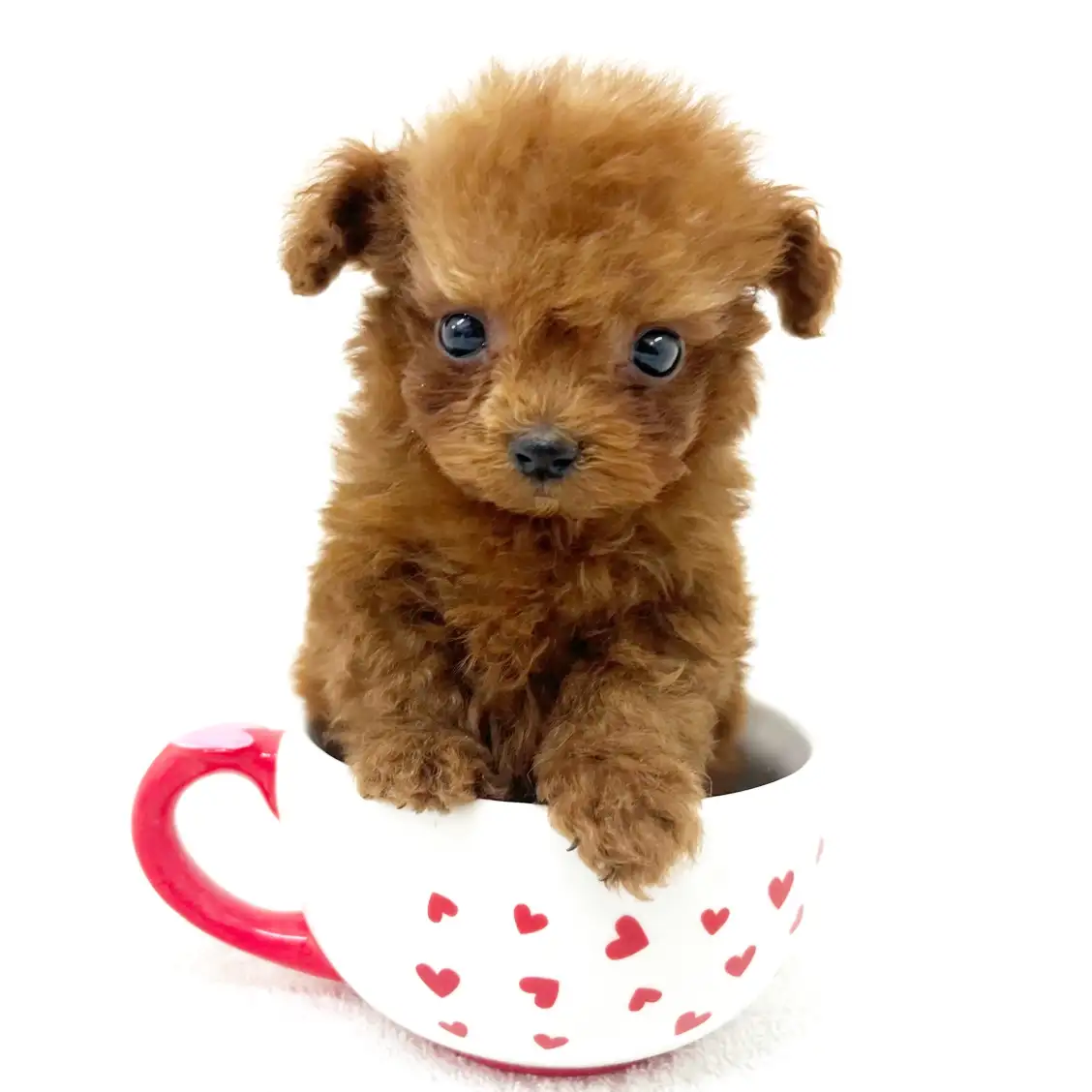 トイ・プードル