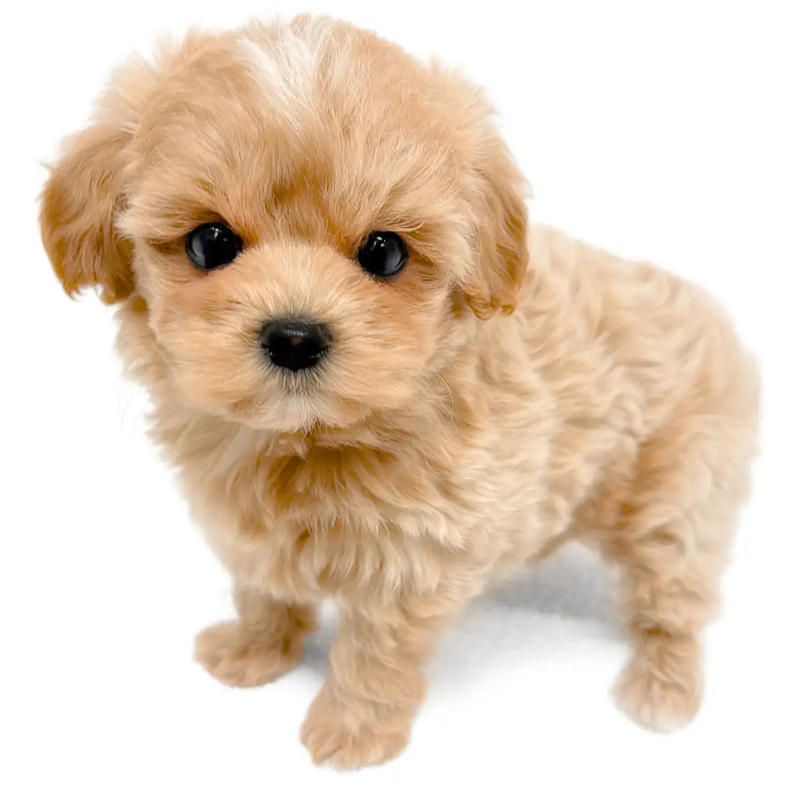 MIX(マルチーズ×トイプードル)