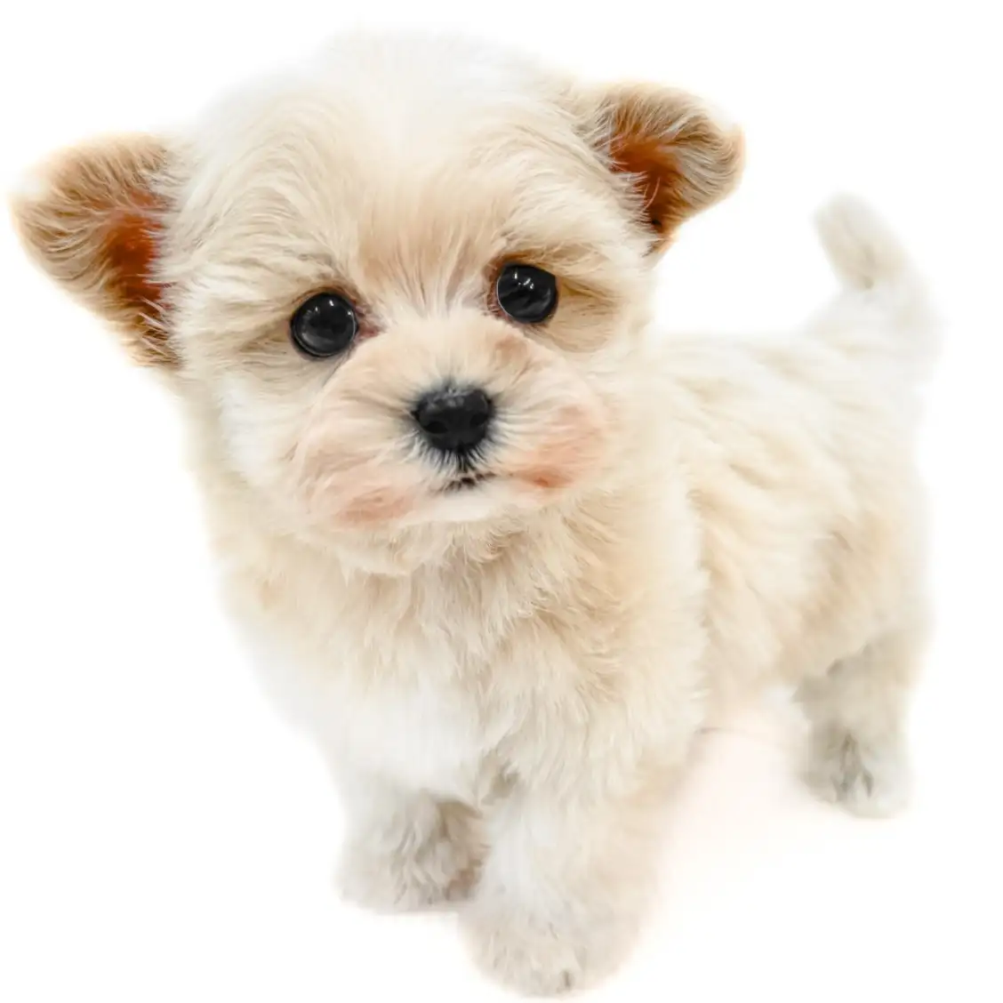 MIX(マルチーズ×トイプードル)