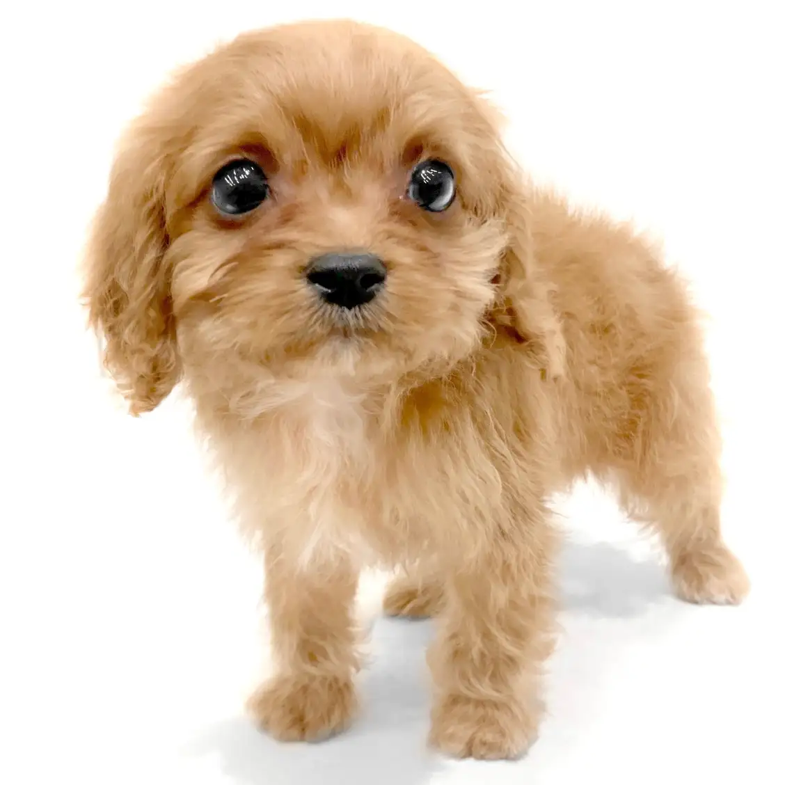 MIX(キャバリアキングチャールズスパニエル×トイプードル)