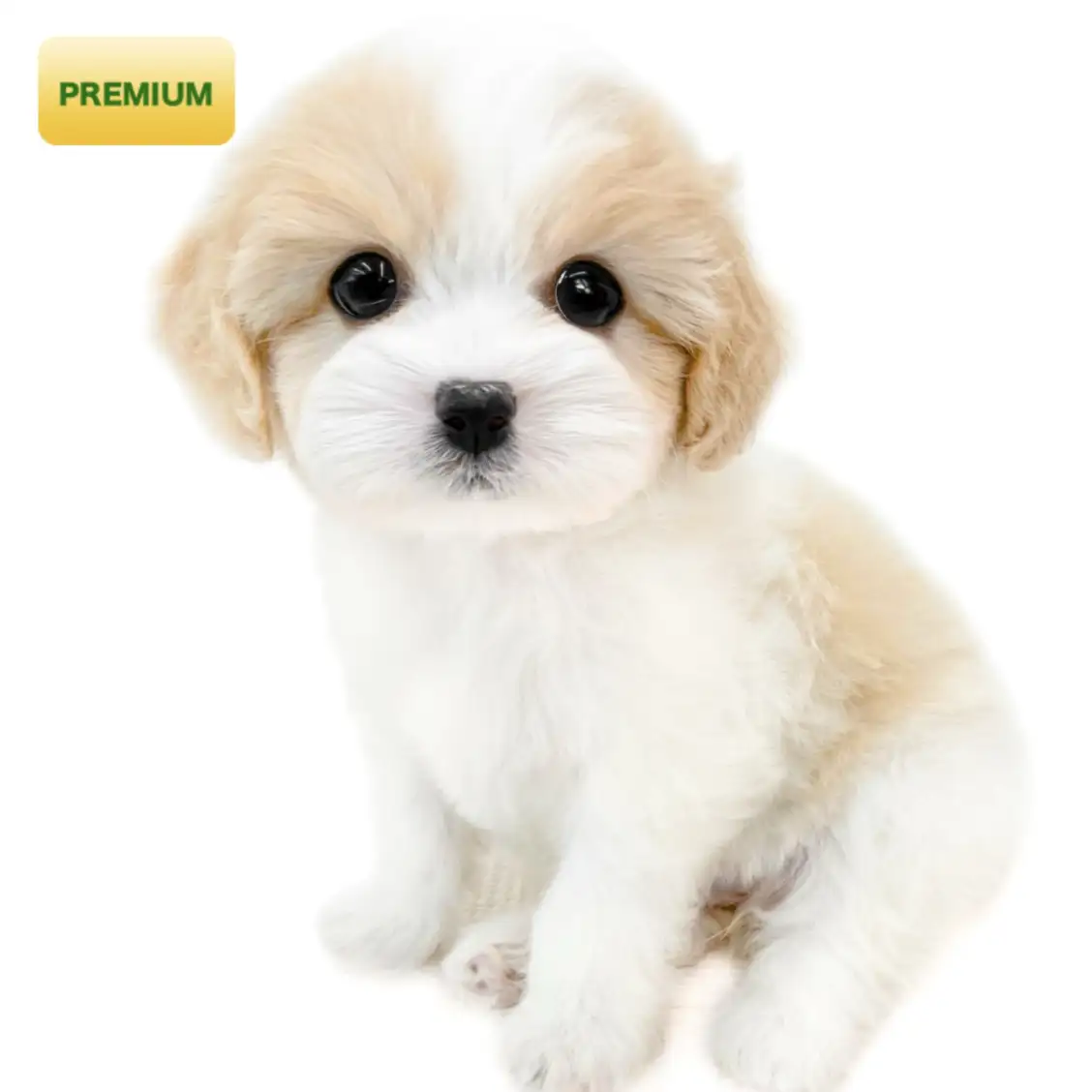 MIX（キャバリアキングチャールズスパニエル×ビションフリーゼ）