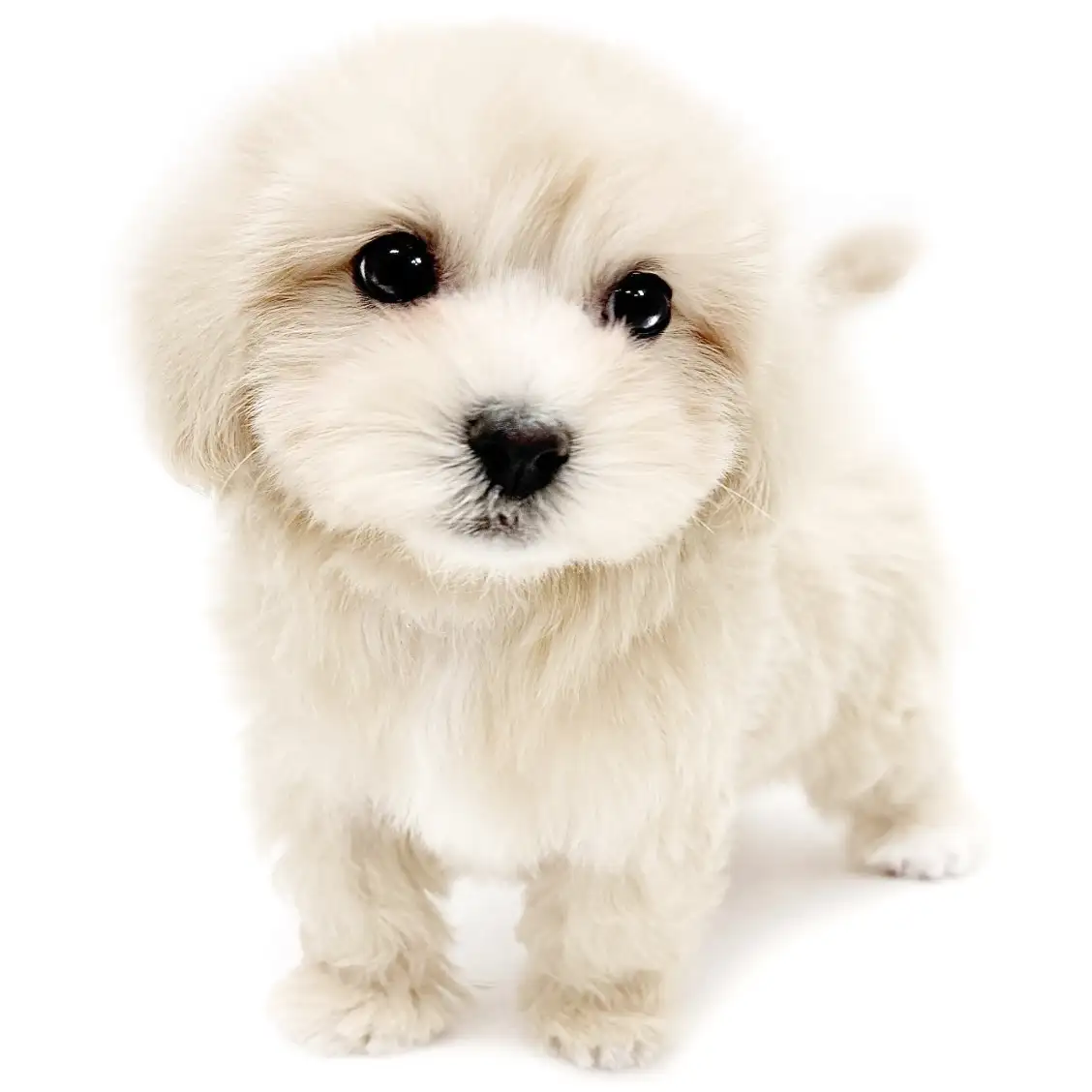 MIX(マルチーズ×トイプードル)