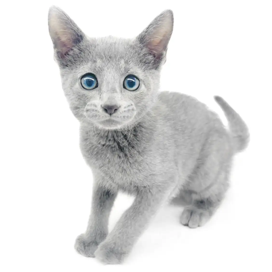 ロシアンブルー