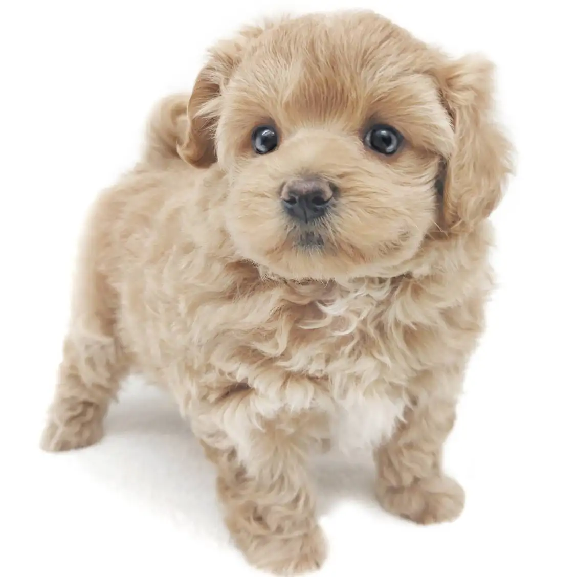 MIX(マルチーズ×トイプードル)