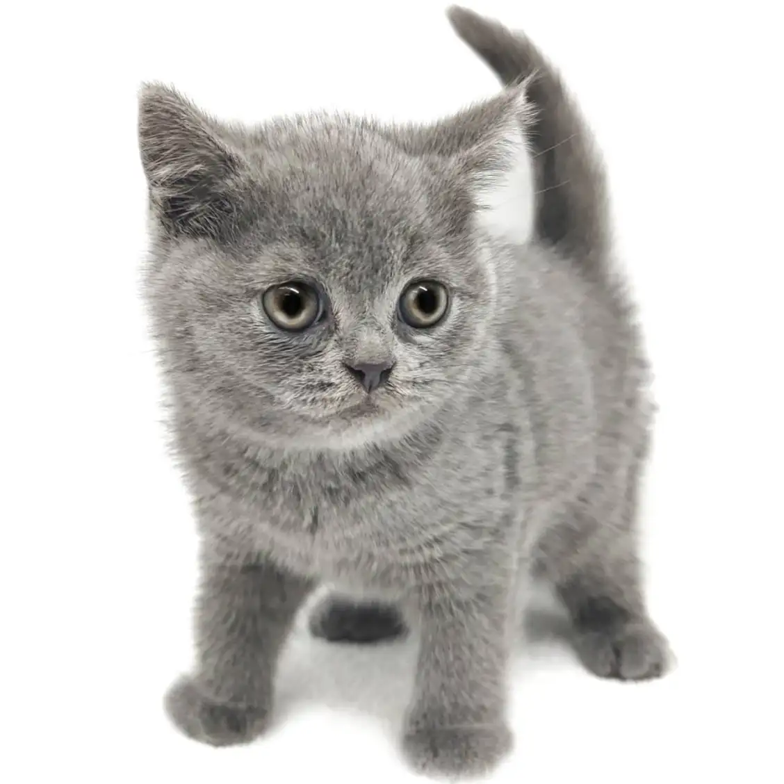 ブリティッシュショートヘア