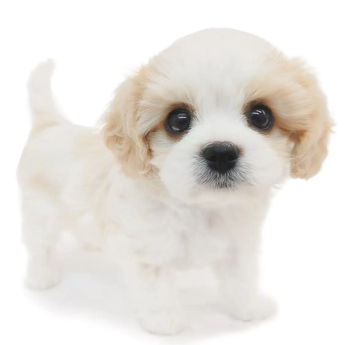 MIX(キャバリアキングチャールズスパニエル×ビションフリーゼ)