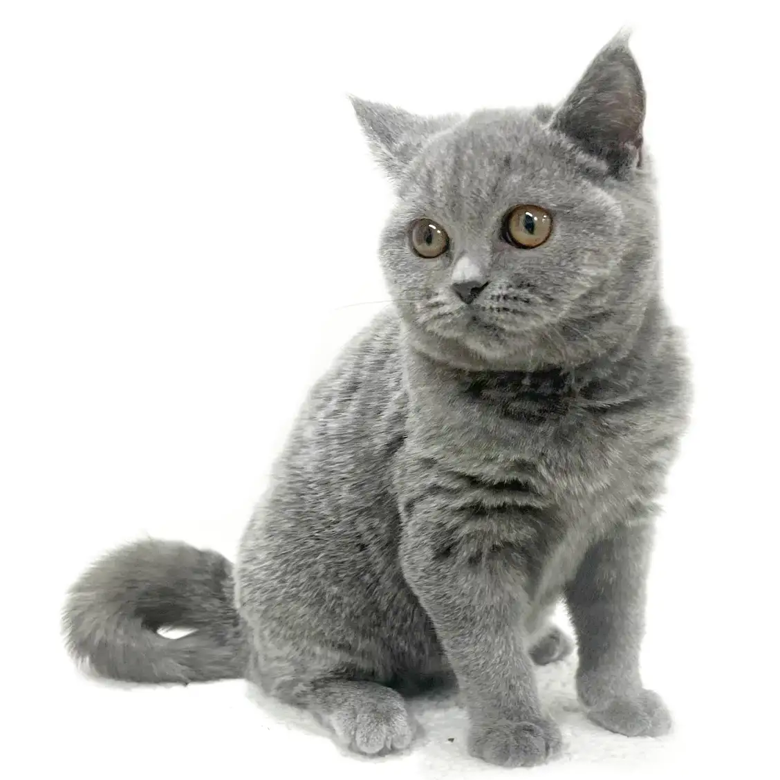 ブリティッシュショートヘア