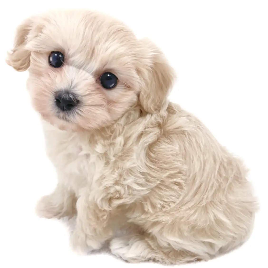 MIX(マルチーズ×トイプードル)