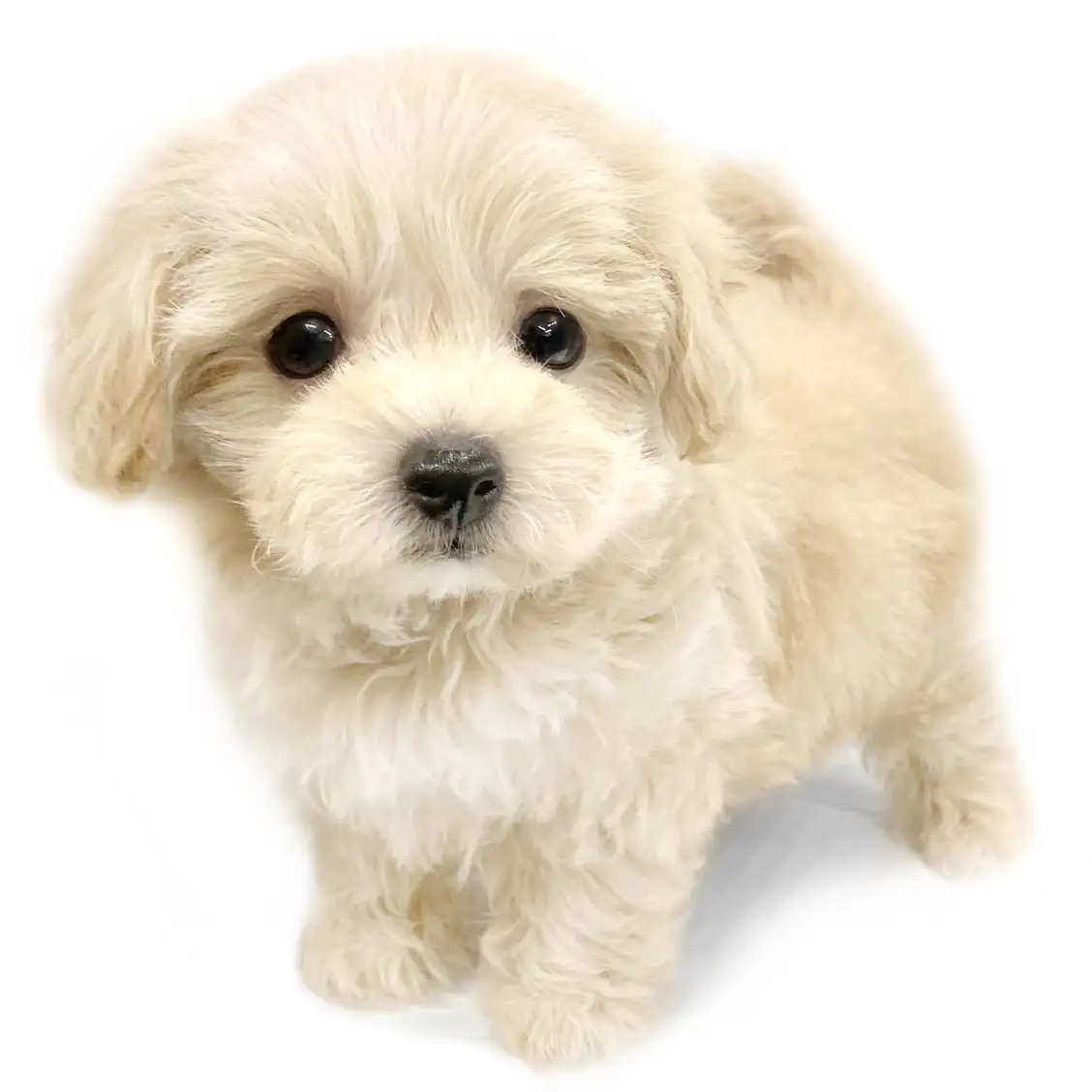 MIX(マルチーズ×トイプードル)