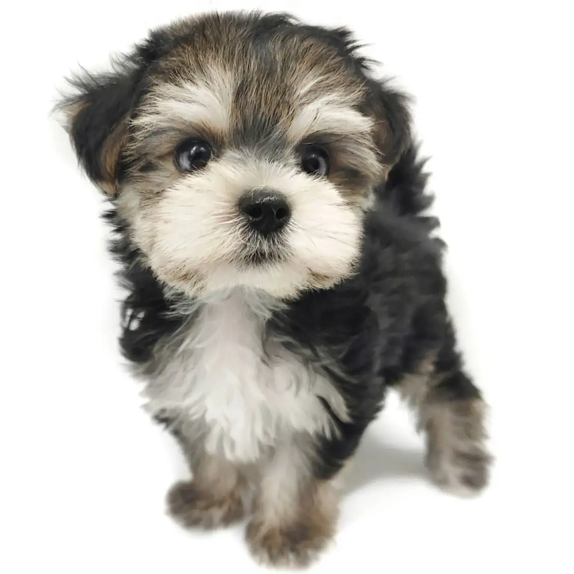 MIX(マルチーズ×ヨークシャーテリア)