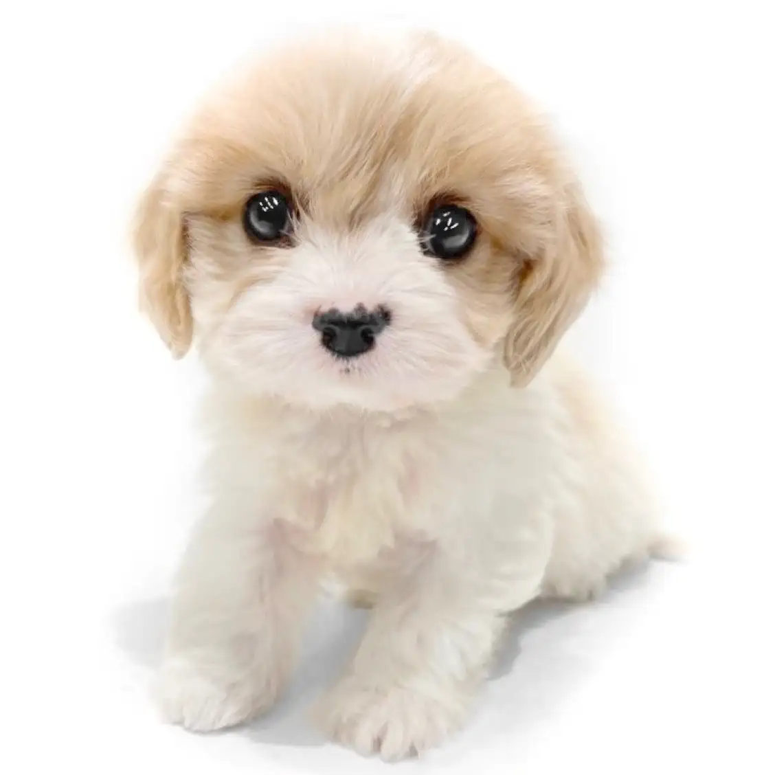 MIX(キャバリアキングチャールズスパニエル×ビションフリーゼ)