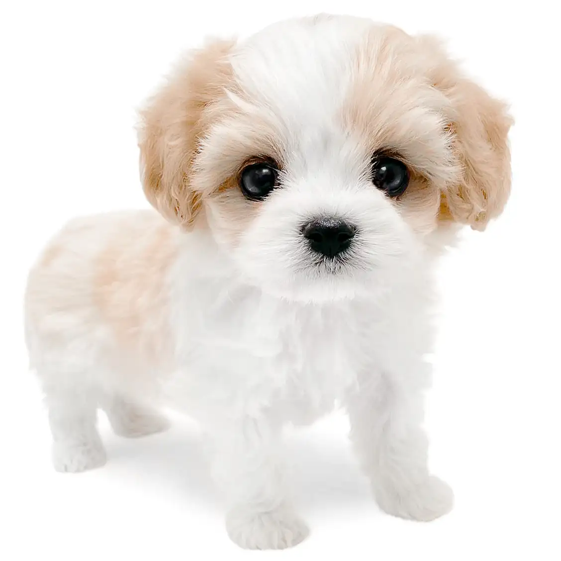 MIX(キャバリアキングチャールズスパニエル×ビションフリーゼ)