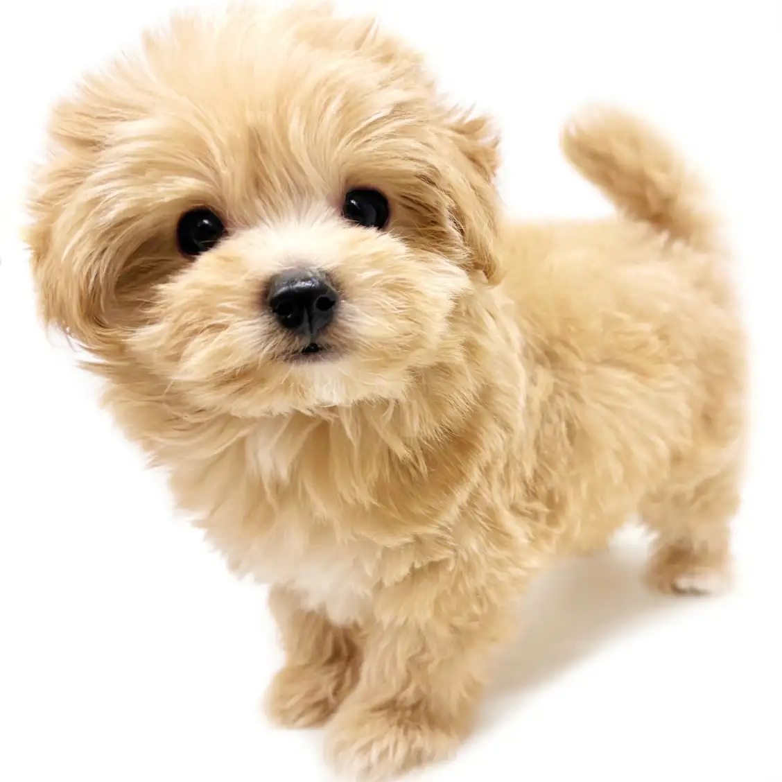 MIX(マルチーズ×トイプードル)