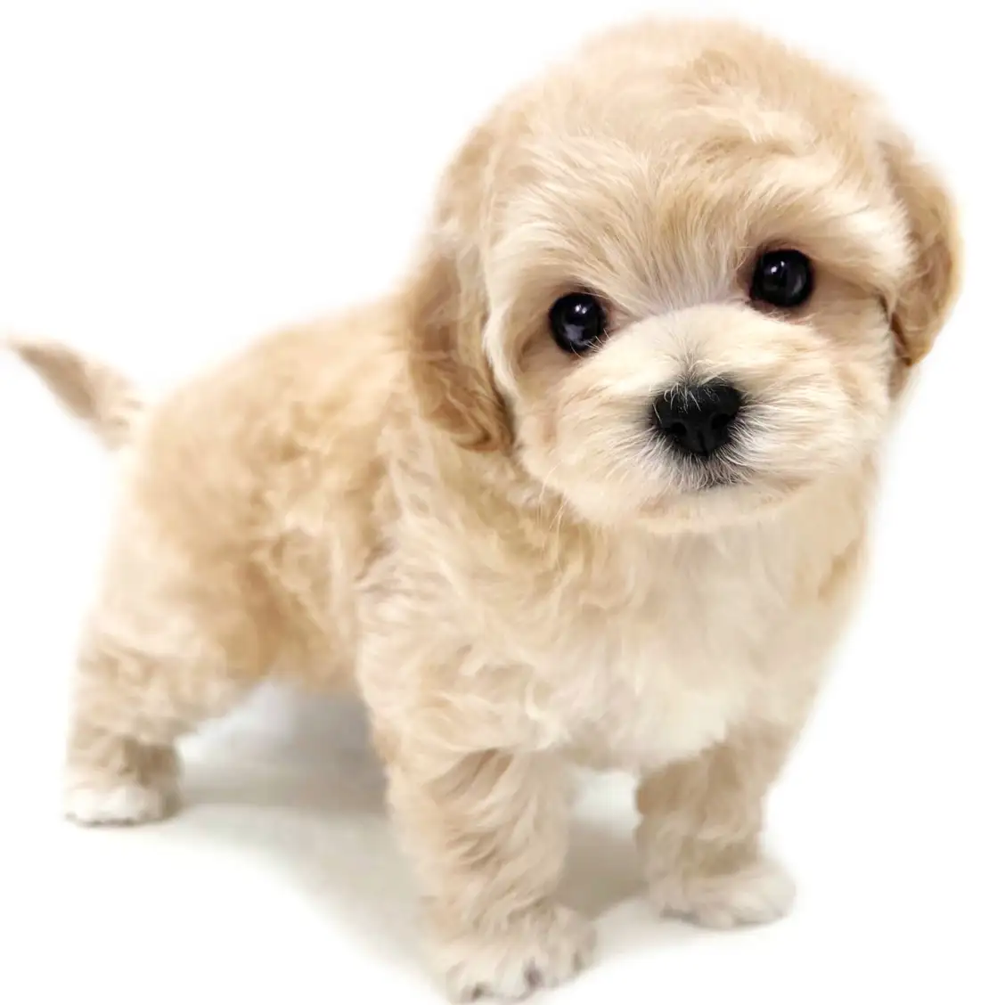 MIX(マルチーズ×トイプードル)