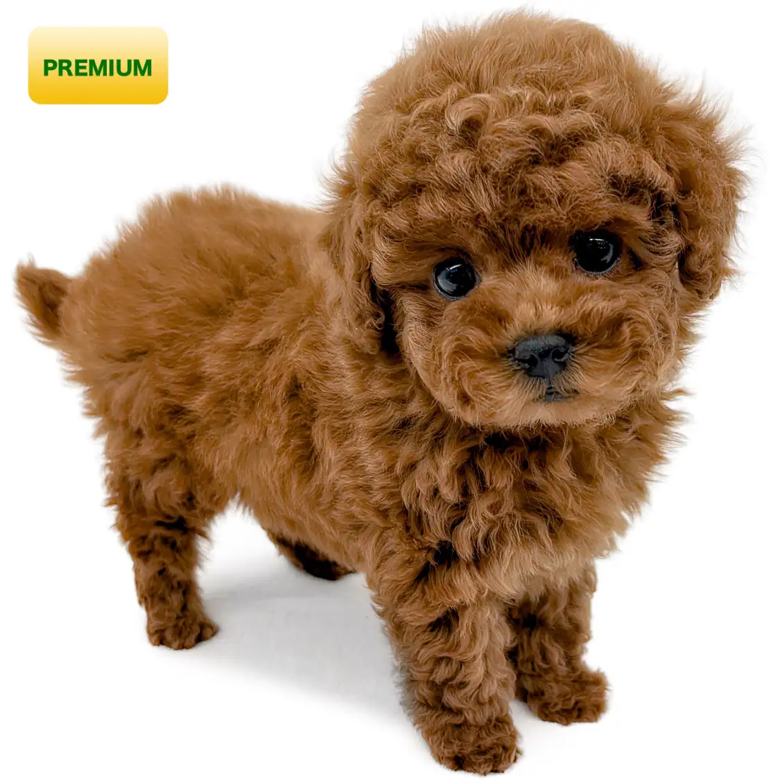 トイ・プードル