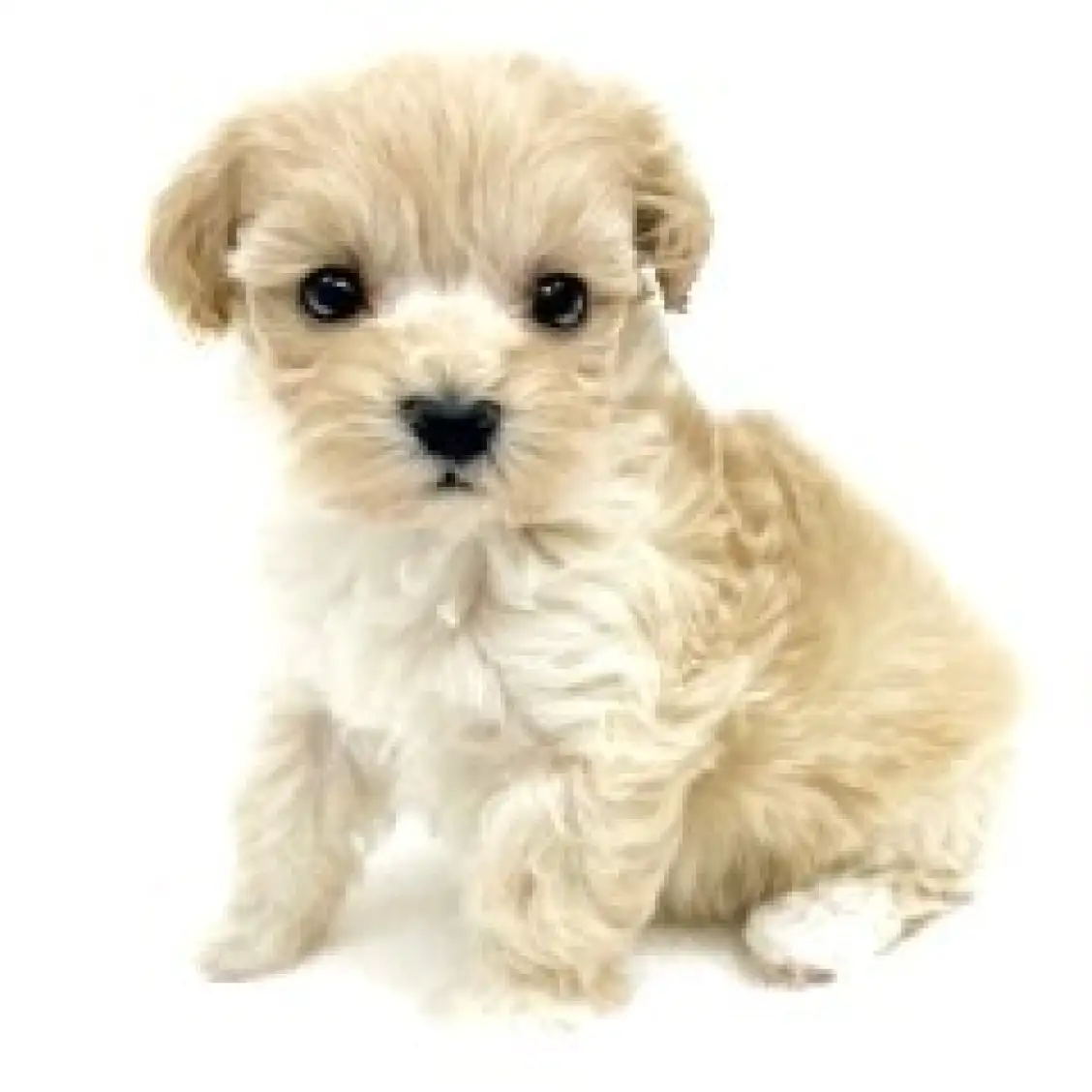 MIX(マルチーズ×トイプードル)